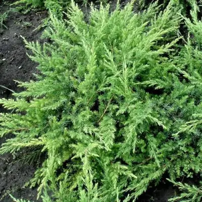 Можжевельник ШЛЯГЕР прибрежный в Могилёве