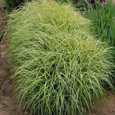 Осока ВАРИЕГАТА пальмолистная в Могилёве