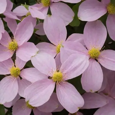 Клематис ГОРНЫЙ в Могилёве