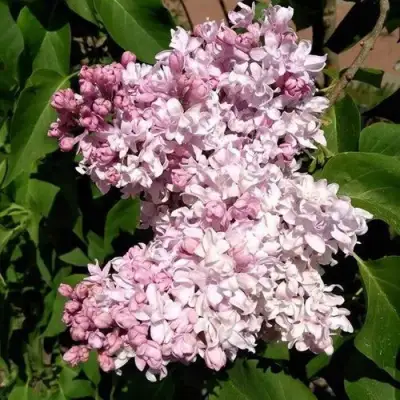 Сирень МИЛОСЕРДИЕ в Могилёве