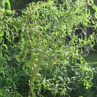 Ива МАТСУДАНА в Могилёве