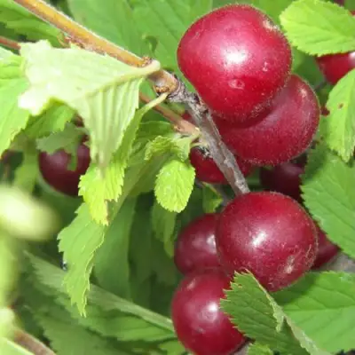Вишня персиковая АФЛОЦЕРАЗУС в Могилёве