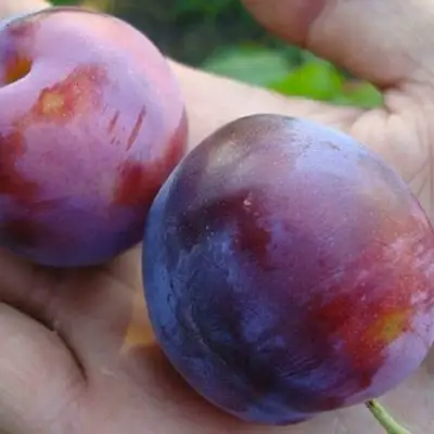 Слива РЕНКЛОД в Могилёве