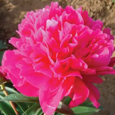 Пион РУБИНОВЫЙ СВЕТ травянистый в Могилёве