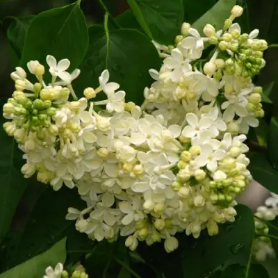 Сирень ПРИМРОУЗ в Могилёве