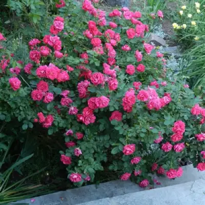 Роза ДЖОРДЖ ВАНКУВЕР флорибунда в Могилёве