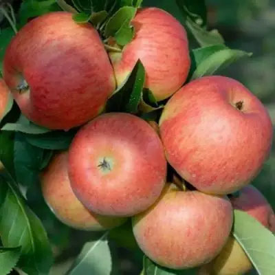 Яблоня ТОПАЗ в Могилёве