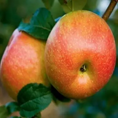 Яблоня ПЕРСИКОВАЯ в Могилёве