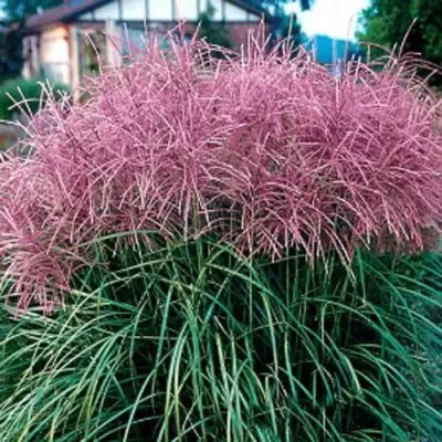 Мискантус МАЛЕПАРТУС китайский  в Могилёве