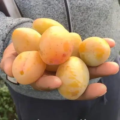 Слива ЯХОНТОВАЯ в Могилёве