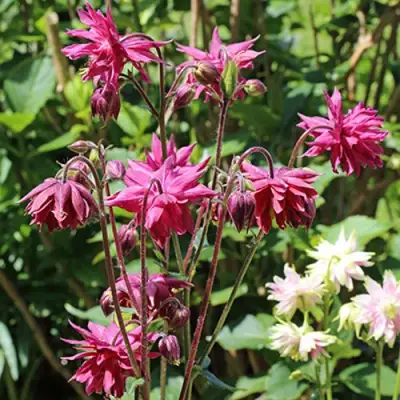 Аквилегия БАРЛОУ БОРДО обыкновенная в Могилёве