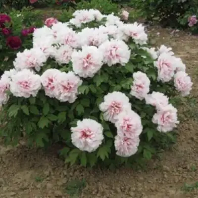 Пион ПЕРСИК ПОД СНЕГОМ древовидный в Могилёве