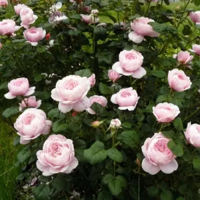 Роза КУИН ОФ СУИДЕН (КОРОЛЕВА ШВЕЦИИ) английская в Могилёве