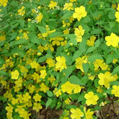 Керрия японская ГОЛДЕН ГИНЕЯ в Могилёве