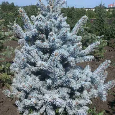 Ель МИСТИ БЛЮ голубая в Могилёве