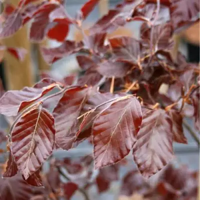 Бук лесной АТРОПУНИЦЕА в Могилёве