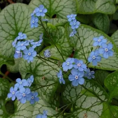 Бруннера ДЖЭК ФРОСТ в Могилёве