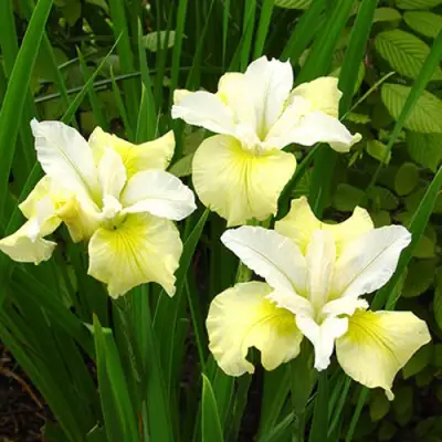 Ирис ЙЕЛЛОУ ТЕЙЛ сибирский в Могилёве