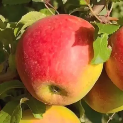 Яблоня САКАВИТА в Могилёве