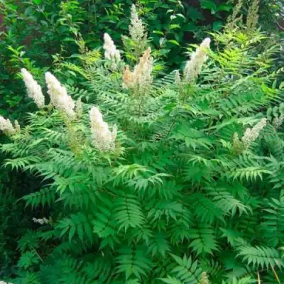 Рябинник рябинолистный СЭМ в Могилёве