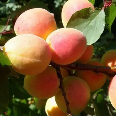 Абрикос СЮРПРИЗ в Могилёве