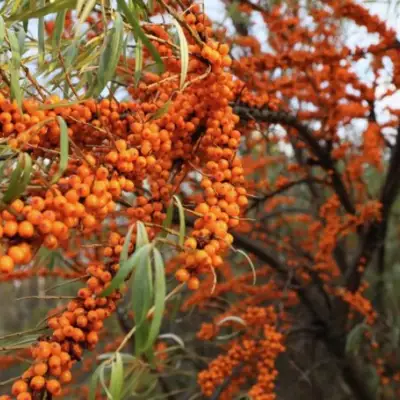 Облепиха СЕРАФИМА в Могилёве