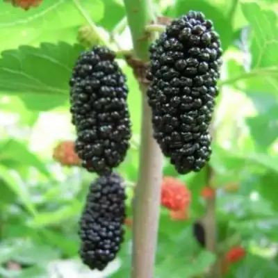 Шелковица ГАЛИЦИЯ в Могилёве