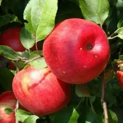 Яблоня ВАЛЕРИЯ в Могилёве