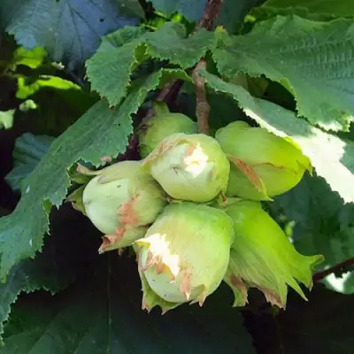 Фундук ТАМБОВСКИЙ РАННИЙ в Могилёве