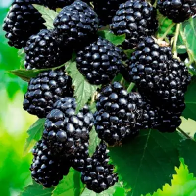 Ежевика ЛОХТЕЙ бесшипная в Могилёве