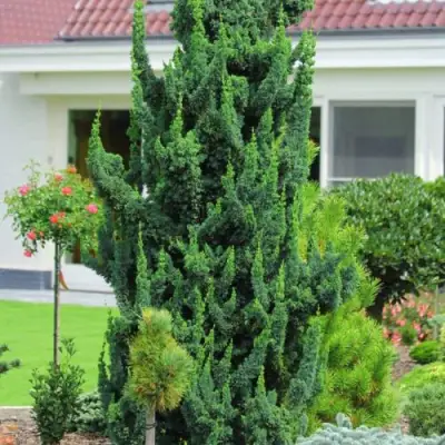 Кипарисовик ВИСЕЛЛИ лавсона в Могилёве