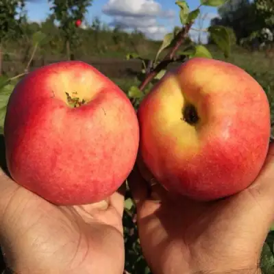 Яблоня КОВРОВОЕ стелющаяся в Могилёве