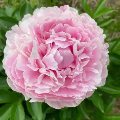 Пион КАТРИН ФОНТЕЙН травянистый в Могилёве