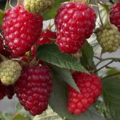 Малина ЭЛЕГАНТНАЯ в Могилёве