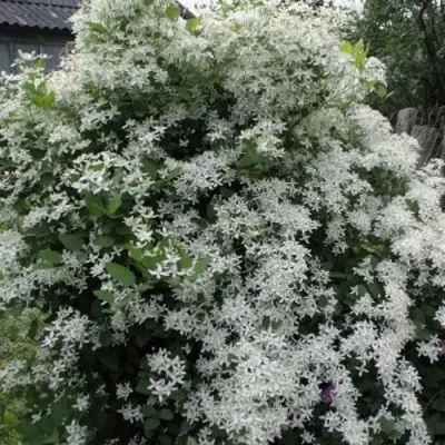 Клематис МАНЬЧЖУРСКИЙ в Могилёве