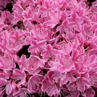 Азалия КЕРМЕСИНА РОУЗ японская в Могилёве