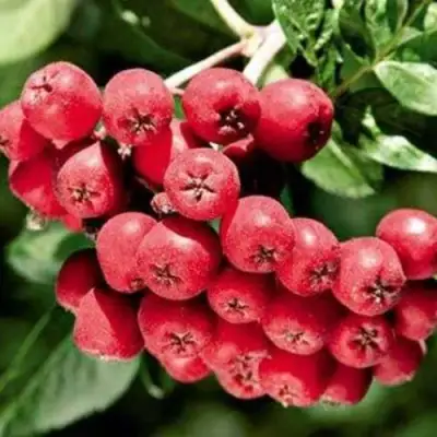 Рябина МОРАВСКАЯ сладкоплодная в Могилёве