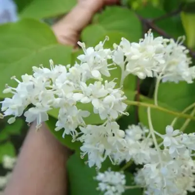 Сирень АМУРСКАЯ в Могилёве