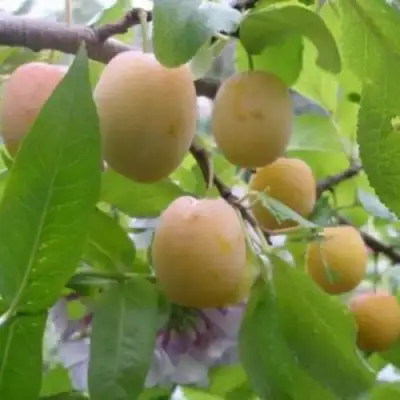 Слива УТРО в Могилёве