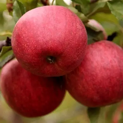 Яблоня ГАЛА ШНИГА в Могилёве