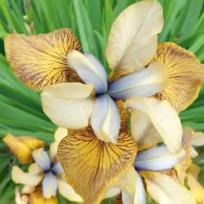 Ирис ФЛАЙИНГ ФИДДЛЗ сибирский в Могилёве