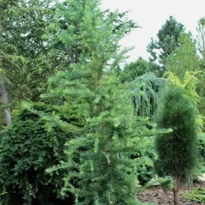 Лиственница КЕМПФЕРА в Могилёве