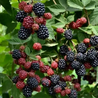 Ежевика РУБЕН ремонтантная  в Могилёве