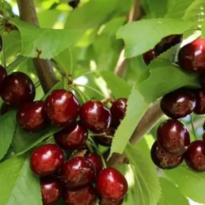 Черешня ИПУТЬ в Могилёве