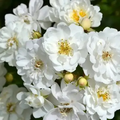 саженцы розы Гирлянда Де Амур