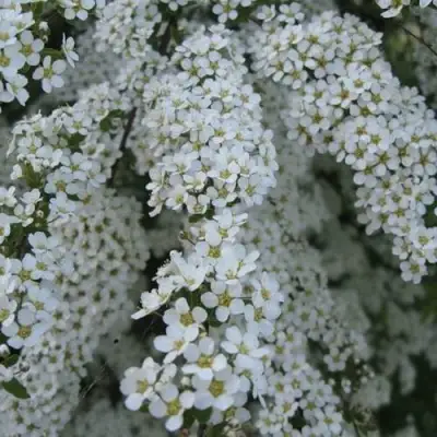 Спирея АРГУТА в Могилёве