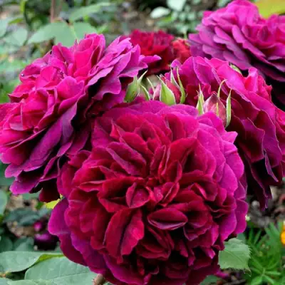 Роза МАНСТЕД ВУД английская в Могилёве