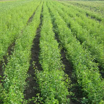 Подвой сливы ДИКАЯ АЛЫЧА в Могилёве