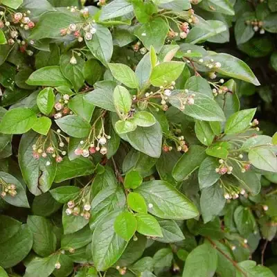 Кизильник блестящий в Могилёве