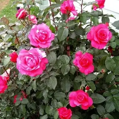 Роза МАЛИНОВЫЙ ЗВОН чайно-гибридная в Могилёве